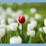 Hoe zorg ik dat mijn manuscript opvalt bij een uitgever?