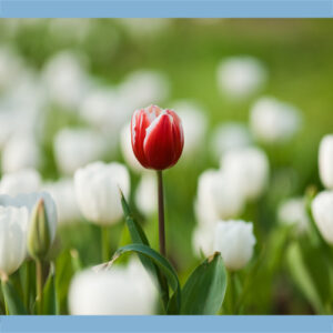 Hoe zorg ik dat mijn manuscript opvalt bij een uitgever?